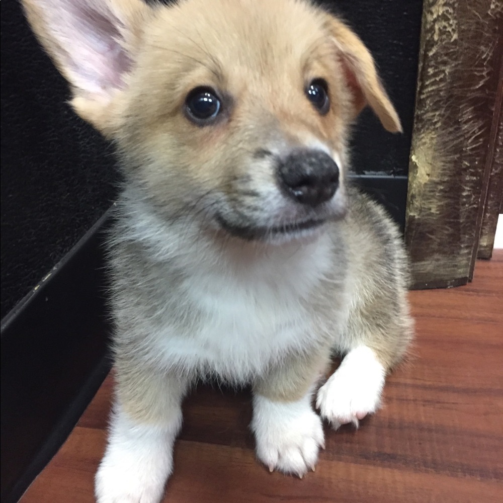 Meet your Posher, Katie